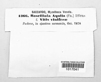 Rosellinia aquila image